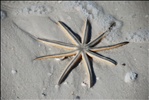 Sea star